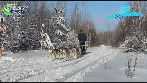 Хаски шана тебу